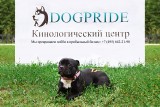 Франшиза Федеральная сеть кинологических центров DogPride: DogPride Самара