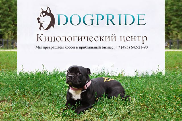 DogPride 